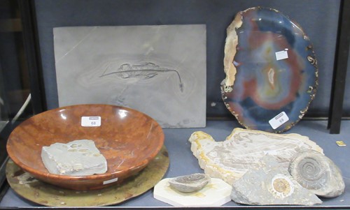 Lot 68 - A collection of fossils including ammonites...