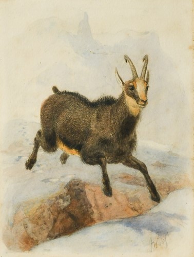 Lot 218 - Joseph Wolf (German, 1820-1899)