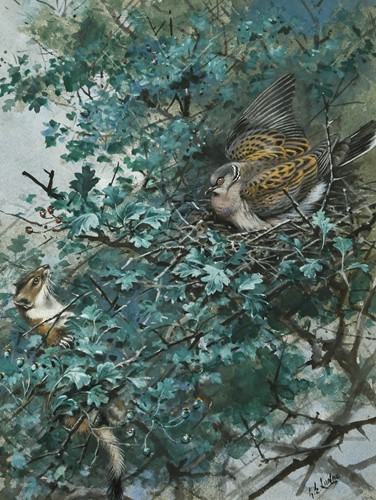 Lot 223 - George Edward Lodge (1860-1954)