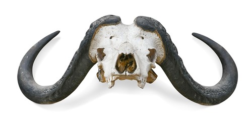 Lot 610 - African Cape Buffalo (Syncerus caffer)