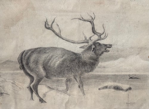 Lot 385 - Stag at Bay, charcoal and pencil on paper...