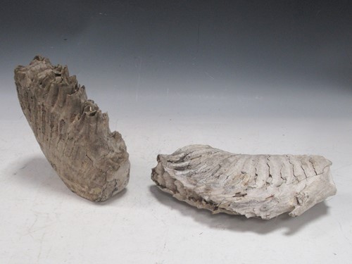 Lot 201 - Two fossilised Mammoth teeth, 23cm and 16cm high