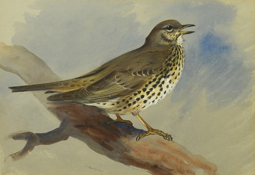 Lot 239 - Archibald Thorburn FZS (Scottish, 1860-1935)