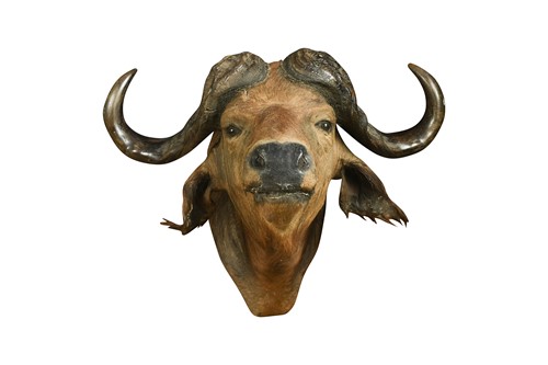 Lot 662 - Taxidermy, Cape Buffalo (Syncerus caffer), 20th century