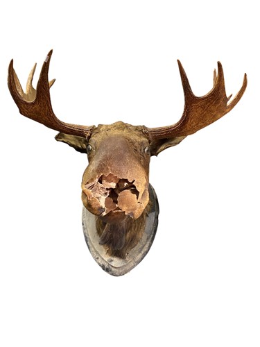 Lot 235 - Taxidermy, a Canadian bull moose (alces alces) neck mount