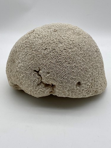 Lot 40 - A very large white coral specimen, domed shape,...