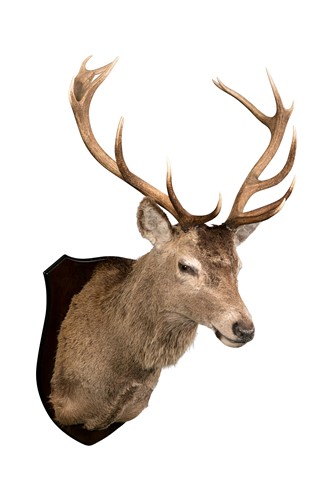 Lot 100 - A Red Deer (Cervus elaphus scoticus), 21st century