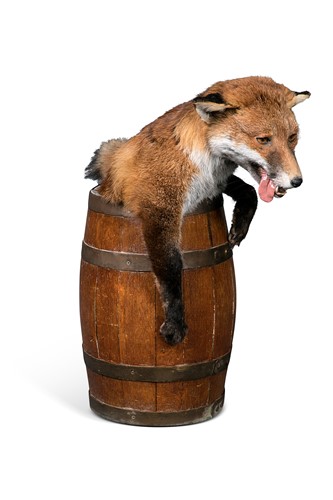 Lot 98 - A taxidermy fox in a barrel