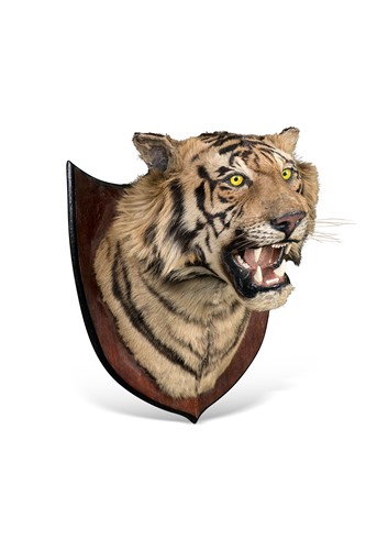 Lot 94 - A taxidermy Bengal Tiger (Panthera tigris tigris), circa early 20th century
