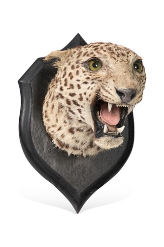Lot 96 - A Taxidermy head of a leopard by Rowland Ward, circa 1920