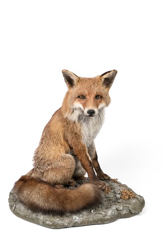 Lot 99 - A taxidermy fox