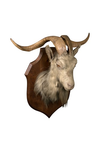 Lot 97 - A taxidermy head of a goat