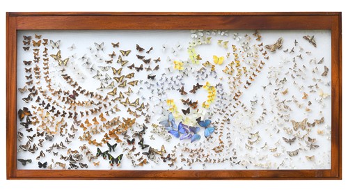 Lot 664 - A collection of differing species of butterflies and moths, circa 1900