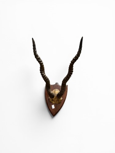 Lot 143 - A shield back pair of Antelope horns trophy...