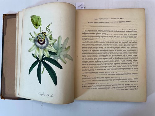 Lot 247 - BURNETT (Mary Ann)