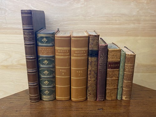 Lot 242 - Natural History.