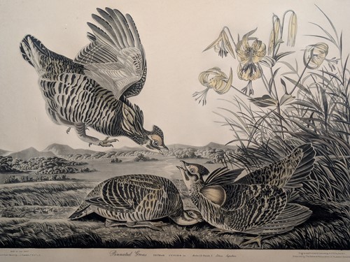 Lot 333 - After John James Audubon