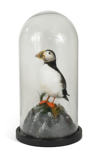 Lot 570 - Taxidermy, an Atlantic Puffin (Fratercula arctica), 20th century