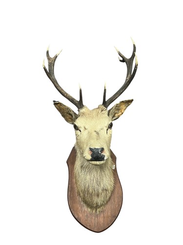 Lot 287 - A Taxidermy deer, with ten point antlers, head...