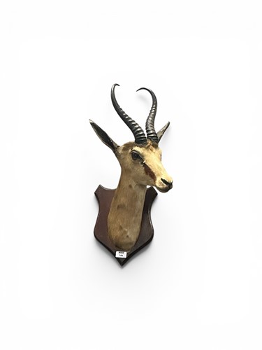 Lot 144 - A taxidermy mount of an Springbok buck on...