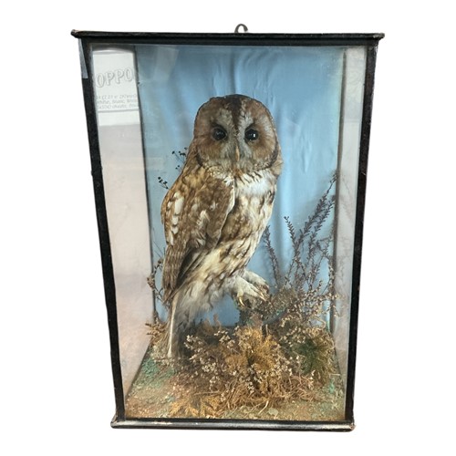 Lot 172 - An Edwardian cased and mounted Tawny Owl...